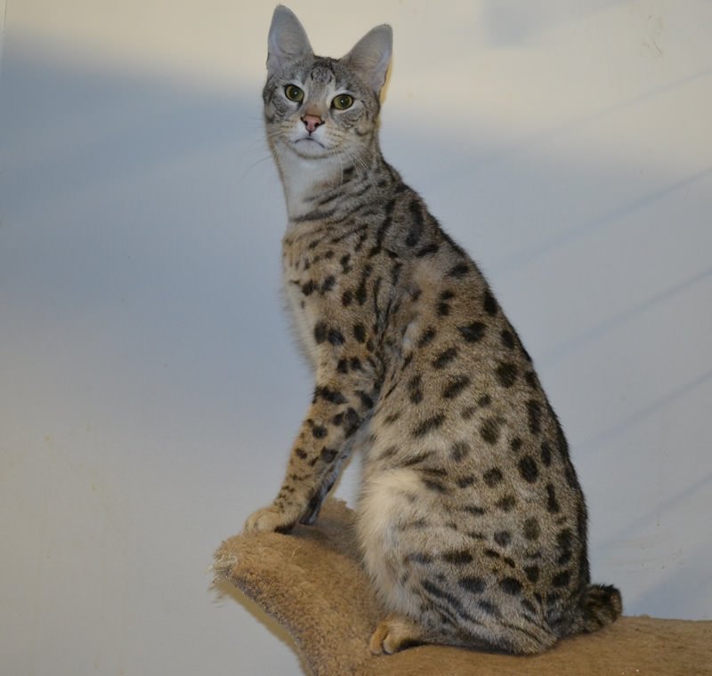 Кошка Ф1 Фото