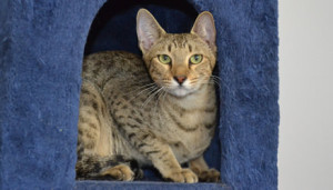 mara-savannah-cats-1a