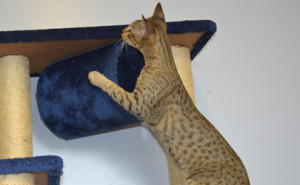 mara-savannah-cats-1d