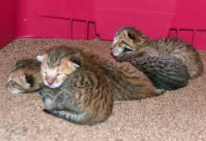 F6 Savannah Kittens