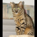 savannah cats ya1l