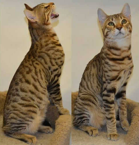 savannah cat studs c1a