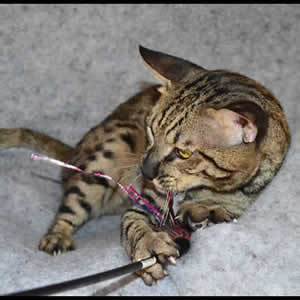 savannah cats j1