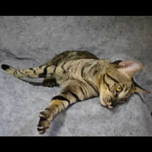 savannah cats j1a