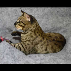 savannah cats jovi-1d