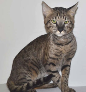 savannah-cats-jovi-1e