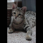 savannah cats ya1a