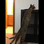 savannah cats ya1b