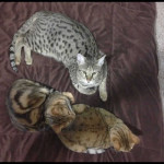 savannah cats ya1d