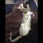 savannah cats ya1e