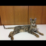 savannah cats ya1f