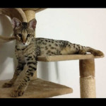 savannah cats ya1g