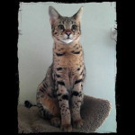 savannah cats ya1j