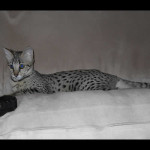 savannah cats ya1k