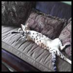 savannah cats ya1m