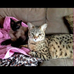 savannah cats ya2a