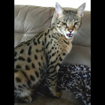 savannah cats ya2b