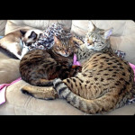 savannah cats ya2d