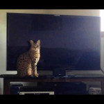 savannah cats ya2e