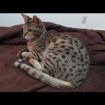 savannah cats ya2l