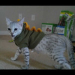 savannah cats ya2n