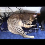 savannah cats ya2p