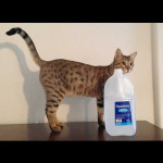 savannah cats ya2q