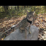 savannah cats ya1c