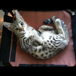 savannah cats ya1