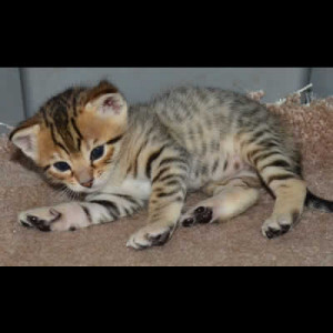 savannah kittens colwyn1a