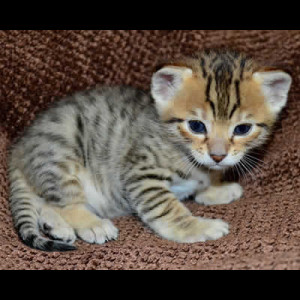 savannah kittens colwyn1b