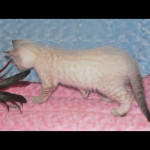 savannah kittens for sale y2a