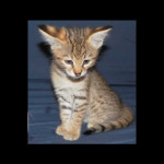 savannah kittens for sale y2b