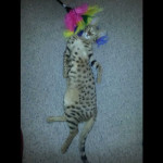 savannah kittens for sale y2c