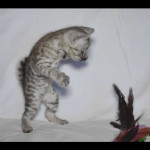 savannah kittens for sale y2d