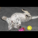 savannah kittens for sale y2e