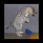 savannah kittens for sale y2f