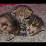 savannah kittens for sale y2h