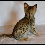 savannah kittens for sale y2i