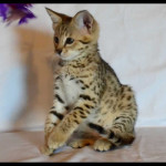 savannah kittens for sale y2j