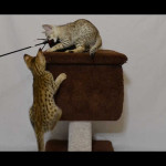 savannah kittens for sale y2k