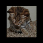 savannah-kittens-for-sale-y2kl