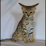 savannah kittens for sale y2l