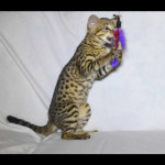 savannah kittens for sale y2m