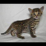 savannah kittens for sale y2n