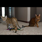 savannah kittens for sale y2o