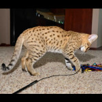 savannah kittens for sale y2p