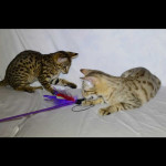 savannah kittens for sale y2q