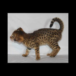 savannah kittens for sale y2r