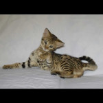 savannah kittens for sale y2s